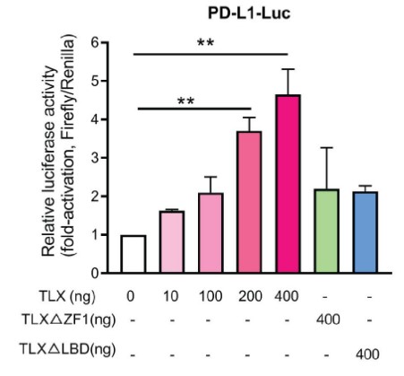 Luciferase reporter assay of PD-L1 gene promoter-driven reporters.jpg